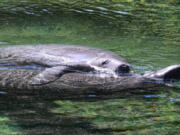 At Blue Spring State Park in Orange City, Fla., manatees frolic Jan. 19 near the main spring.