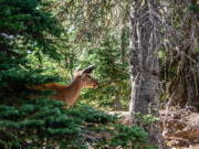 A deer looks out from foliage in the Olympic National Forest in Washington state, USA