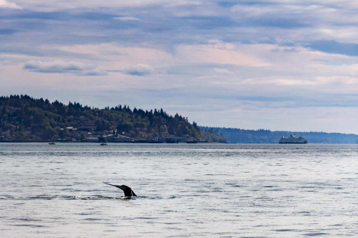 A gray whale swims May 4, 2018, in Puget Sound. A new gray whale has been spotted near Mukilteo Pier.