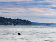 A gray whale swims May 4, 2018, in Puget Sound. A new gray whale has been spotted near Mukilteo Pier.