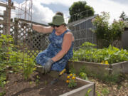 Resiliency garden host Ashley Blose weeds her resiliency garden in front of her home in northwest Vancouver. Blose, a founder of the Vancouver Free Fridge Project, uses her garden to stock up free fridges around Vancouver. "It's all about providing free, healthy and organic food for the community," she said.