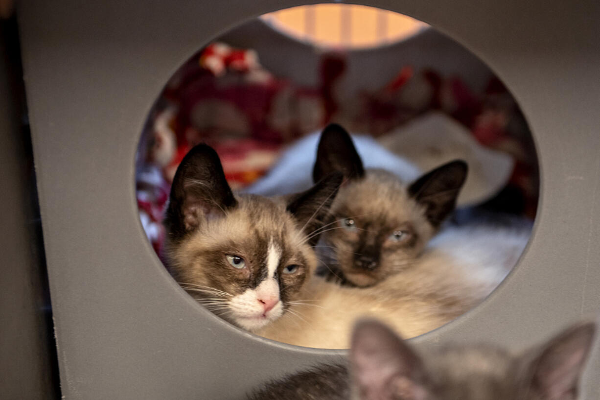 Kittens Janet, left, and Chidi, both 11 weeks, enjoy some downtime at the Humane Society for Southwest Washington on Tuesday morning. "At the end of the day the victims are the pets, and you don't know if they're going to survive or not," said Michelle Simeone, director of the West Columbia Gorge Humane Society.