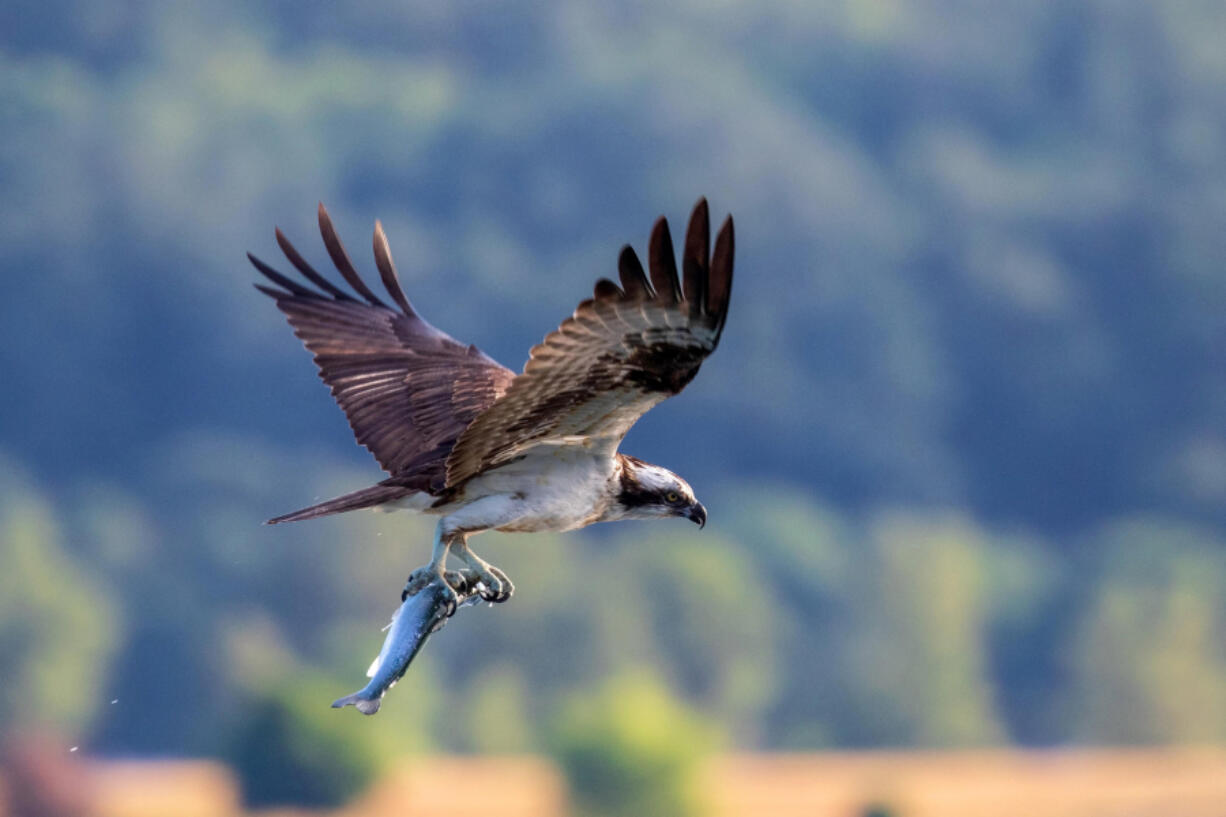 Paul Thomson of Vancouver earned an honorable mention in Friends of the Columbia Gorge's Nature Photography Day contest.