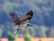 Paul Thomson of Vancouver earned an honorable mention in Friends of the Columbia Gorge's Nature Photography Day contest.