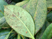 This rhododendron leaf shows discoloration, along with lace bugs and their excrement.