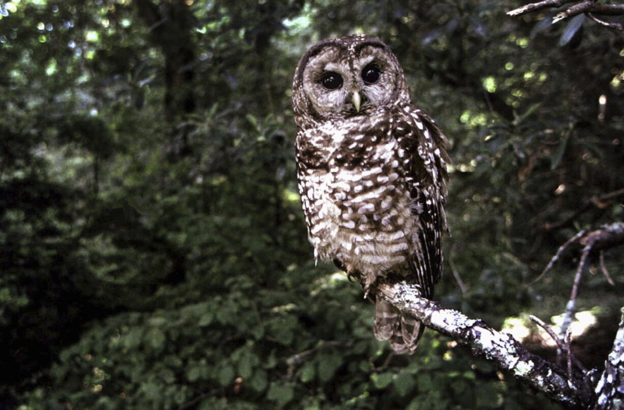 FILE - In this June 1995, file photo a Northern Spotted owl sits on a branch in Point Reyes, Calif. Wildlife officials say the northern spotted owl has been listed under the California Endangered Species Act. A federal judge on July 5, 2022, threw out a host of actions by the Trump administration to roll back protections for endangered or threatened species, a year after the Biden administration said it was moving to strengthen those species protections.