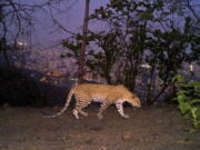 A leopard is seen walking across a ridge in Aarey colony near Sanjay Gandhi National Park overlooking Mumbai city, India, in 2018.