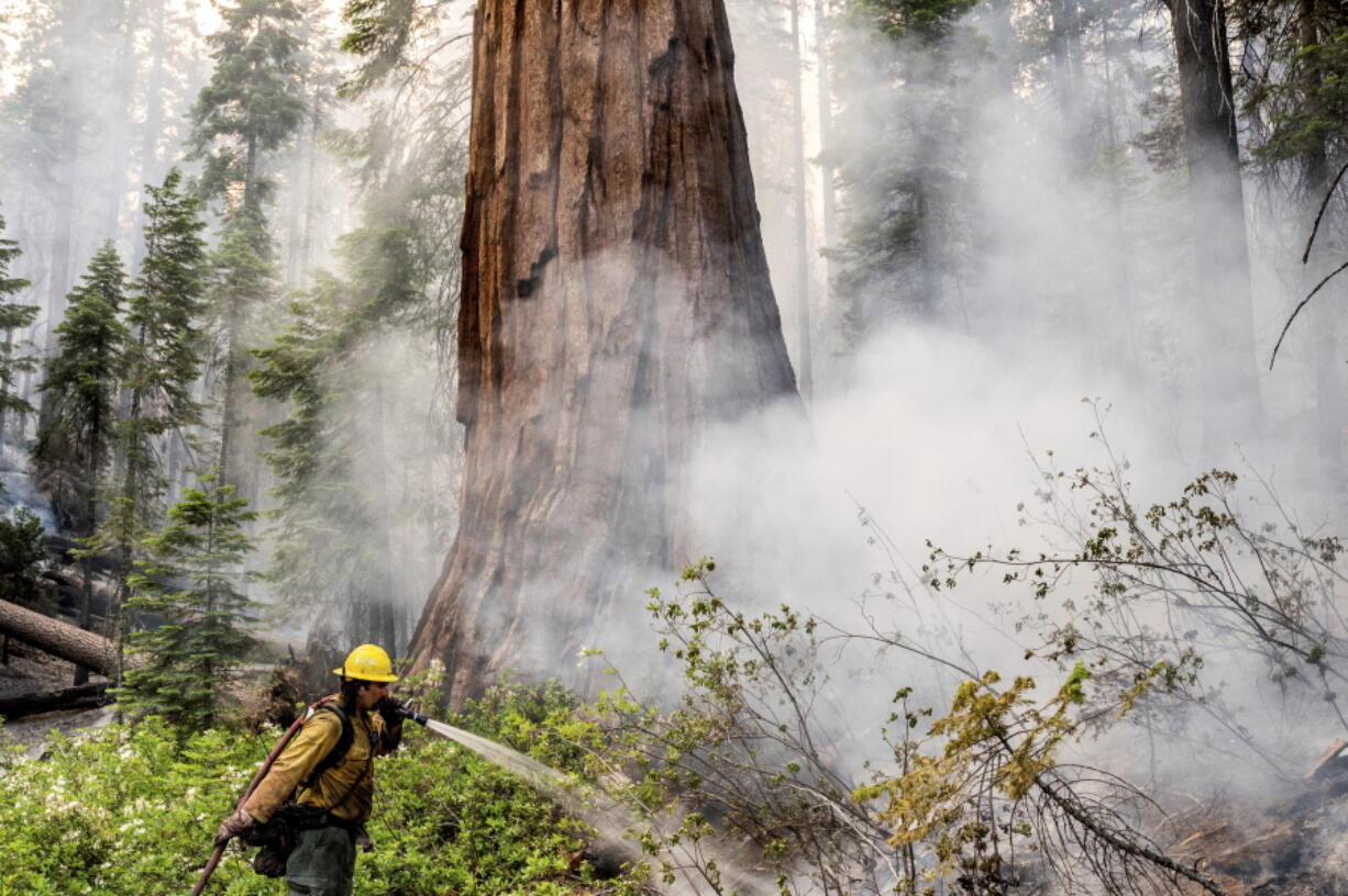 A firefighter protects a sequoia tree as the Washburn Fire burns in Mariposa Grove in Yosemite National Park, Calif., on Friday, July 8, 2022.