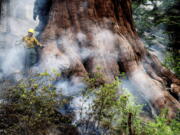 A firefighter protects a sequoia tree as the Washburn Fire burns in Mariposa Grove in Yosemite National Park, Calif., on Friday, July 8, 2022.