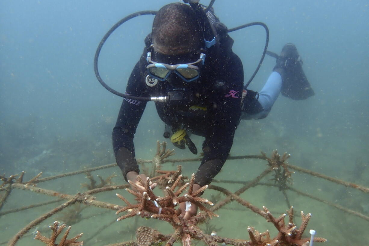 FILE - Coral reef restoration ranger Dosa Mshenga Mchambi works at an artificial reef structure in the Indian ocean at Shimoni, Kenya on June 13, 2022. Officials are meeting in Kigali, Rwanda, as part of the continent's first ever Africa Protected Areas Congress in a bid to expand the protection of land and marine wildlife, despite little funding and many existing conservation areas in the region being of low quality.