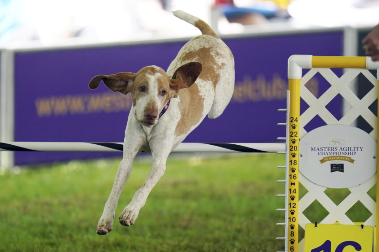 Elvira, a bracco Italiano, competes June 18 in the 24-inch class at the Masters Agility Competition during the 146th Westminster Dog Show o in Tarrytown, N.Y. The ancient Italian bird-hunting dog is the 200th member of the American Kennel Club's roster of recognized breeds, the organization announced Wednesday.