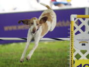 Elvira, a bracco Italiano, competes June 18 in the 24-inch class at the Masters Agility Competition during the 146th Westminster Dog Show o in Tarrytown, N.Y. The ancient Italian bird-hunting dog is the 200th member of the American Kennel Club's roster of recognized breeds, the organization announced Wednesday.