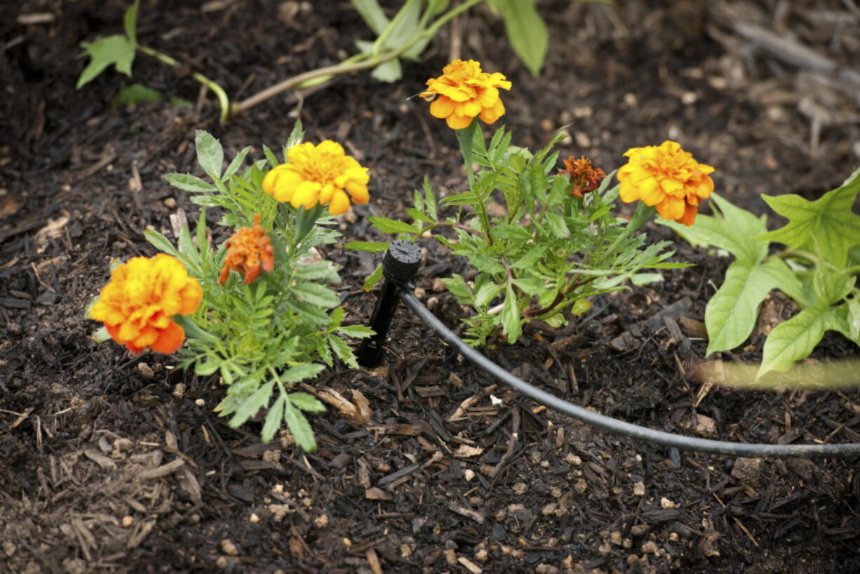 A drip irrigation system is in place in a home garden in Moreno Valley, Calif. The system is preferable to traditional sprinklers as it applies water directly to plant roots, where it is needed.