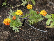 A drip irrigation system is in place in a home garden in Moreno Valley, Calif. The system is preferable to traditional sprinklers as it applies water directly to plant roots, where it is needed.