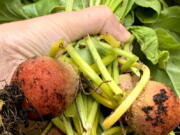 This July 2021 photo provided by Jessica Damiano shows newly harvested golden beets in Glen Head, N.Y. Beets and other root crops thrive in cool temperatures, making them ideal to plant in summer for a fall harvest.