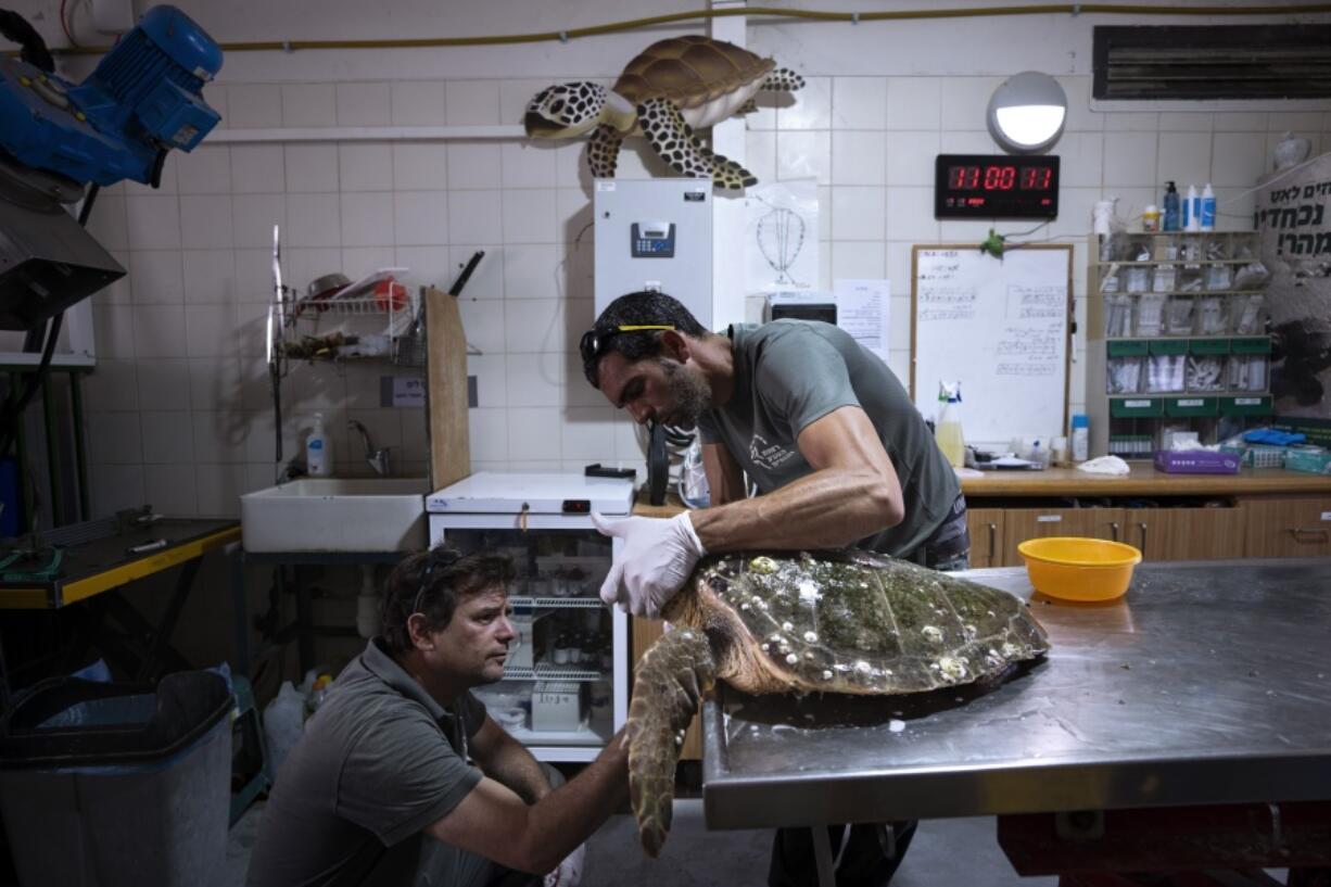 Dr. Yaniv Levy, left, and Guy Ivgy treat a wounded sea turtle at the Sea Turtle Rescue Center, run by the Israel National Nature and Parks Authority, on the shore of the Mediterranean Sea, in Michmoret, Israel, Thursday, July 7, 2022. Over a dozen sea turtles were released back into the wild after months of rehabilitation at the rescue center in Israel after suffering physical trauma, likely caused by underwater explosives.