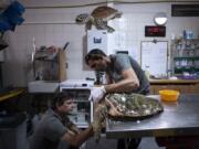 Dr. Yaniv Levy, left, and Guy Ivgy treat a wounded sea turtle at the Sea Turtle Rescue Center, run by the Israel National Nature and Parks Authority, on the shore of the Mediterranean Sea, in Michmoret, Israel, Thursday, July 7, 2022. Over a dozen sea turtles were released back into the wild after months of rehabilitation at the rescue center in Israel after suffering physical trauma, likely caused by underwater explosives.