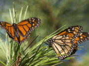 FILE - Monarch butterflies land on branches at Monarch Grove Sanctuary in Pacific Grove, Calif., Wednesday, Nov. 10, 2021.