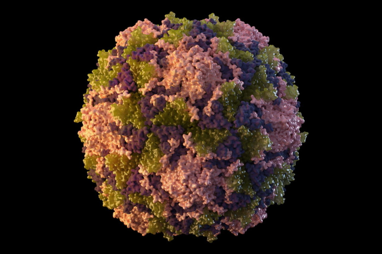 This 2014 illustration made available by the U.S. Centers for Disease Control and Prevention depicts a polio virus particle. On Thursday, July 21, 2022, New York health officials reported a polio case, the first in the U.S. in nearly a decade.