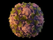 This 2014 illustration made available by the U.S. Centers for Disease Control and Prevention depicts a polio virus particle. On Thursday, July 21, 2022, New York health officials reported a polio case, the first in the U.S. in nearly a decade.