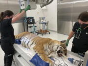 Lola the tiger gets X-rayed before her exam and dental procedure by a veterinarian team at the Oakland Zoo in Oakland, Calif., Thursday, July 14, 2022.