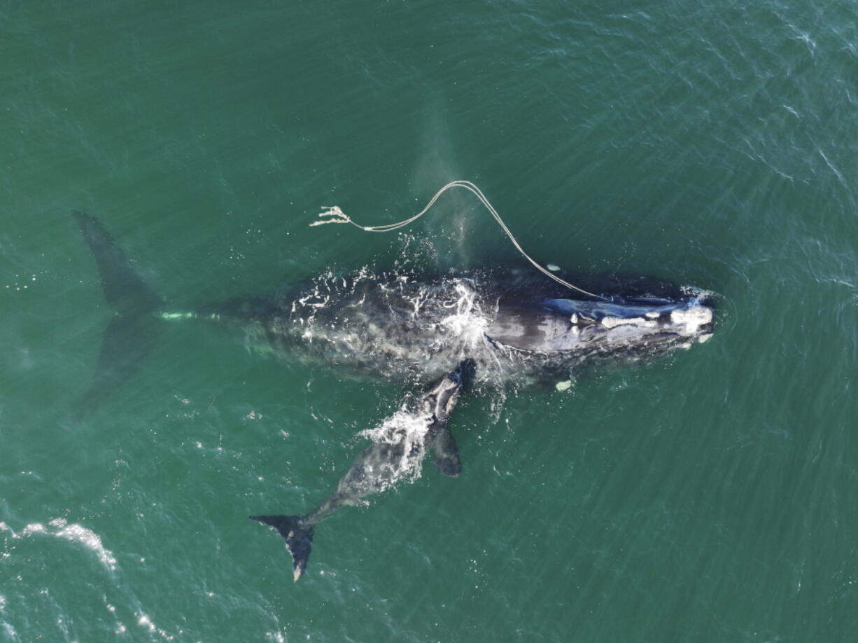 An endangered North Atlantic right whale entangled in fishing rope is seen Dec. 2 with a newborn calf in waters near Cumberland Island, Ga.