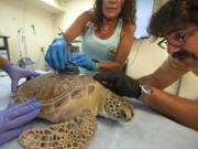 In this photo provided by the Florida Keys News Bureau, Bette Zirkelbach, left, manager of the Florida Keys-based Turtle Hospital, and Dan Evans, right, senior biologist of the Sea Turtle Conservancy, finish affixing a satellite tracking receiver to "Tortie," a juvenile green sea turtle on Friday, July 15, 2022, in Marathon, Fla. The reptile was found Dec. 1, 2021, unable to dive and afflicted with fibropapillomatosis -- a tumor-causing disease that develops from a herpes-like virus affecting sea turtles globally. After being treated at the hospital, "Tortie" is to be released later Friday morning to join the 15th annual Tour de Turtles, an online "race" that is to follow a dozen released turtles for three months.