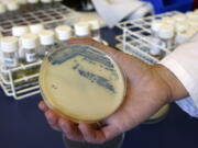 FILE  This Oct. 12, 2009 photo shows a petri dish with methicillin-resistant Staphylococcus aureus (MSRA) cultures at the Queen Elizabeth Hospital in King's Lynn, England. The U.S. toll of drug-resistant "superbug" infections worsened during the first year of the COVID-19 pandemic, health officials said Tuesday, July 12, 2022. After years of decline, the nation in 2020 saw a 15% increase in hospital infections and deaths attributed to some of the most worrisome bacterial infections out there, according to a Centers for Disease Control and Prevention report.