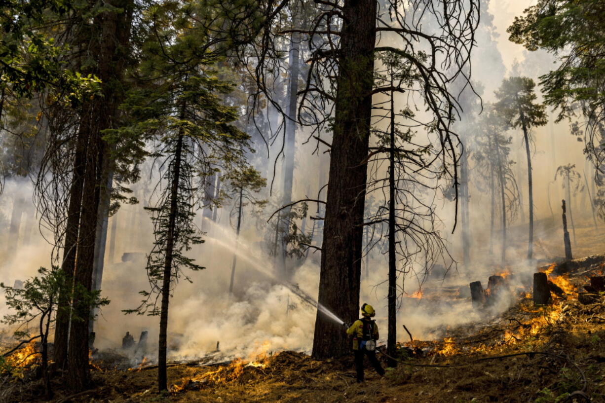 A CalFire firefighter puts water on a tree as a backfire burns along Wawona Road during g the Washburn Fire in Yosemite National Park, Calif.