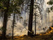 A CalFire firefighter puts water on a tree as a backfire burns along Wawona Road during g the Washburn Fire in Yosemite National Park, Calif.