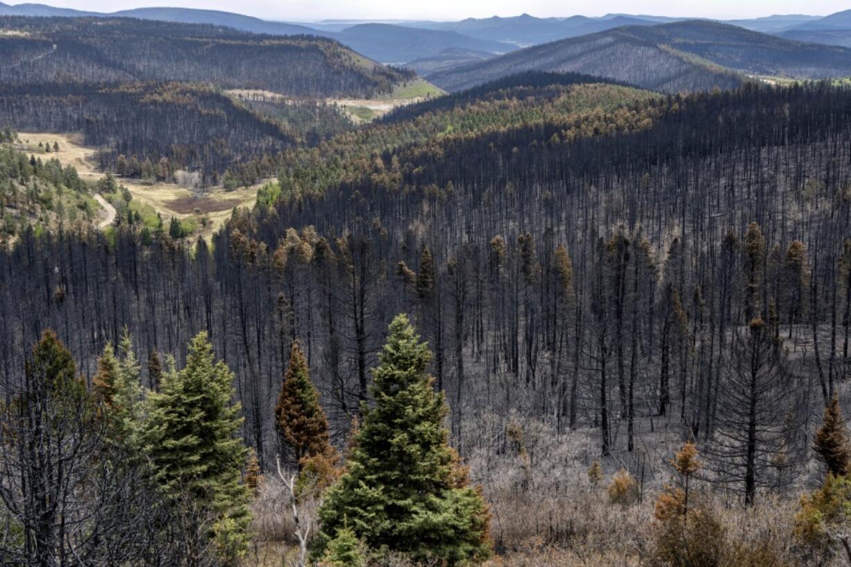 FILE - A forest along NM518 in Mora County, N.M, is scorched by the Calf Canyon/Hermits Peak Fire, May 23, 2022. The supervisor who was in charge of the Santa Fe National Forest when the federal government sparked what became the largest wildfire in New Mexico's recorded history has been temporarily assigned to a post in Washington, D.C. Her replacement was named Friday, July 8, but some have questioned the timing given an ongoing suppression effort that now totals about $275 million.