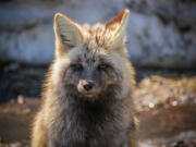 Mount Rainier National Park is home to the Cascade Red Fox. This fox calls the southern flanks of the mountain home.