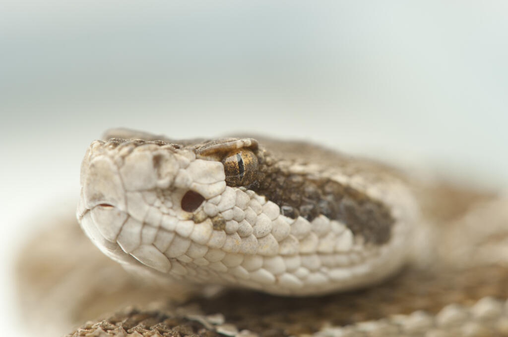 A living and breathing Western rattlesnake head.