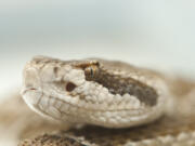 A living and breathing Western rattlesnake head.