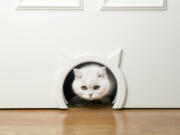 Well-maintained pet doors play an important role in keeping your pets safe around your home.