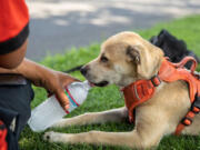 Kingslee licks iced bottle water supplied from an aid station on the corner of Naches Avenue and Pendleton Way on Wednesday July 27, 2022. The site is offering free snacks, cold water and a tent to escape the heat.