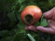 Blossom end rot on tomatoes is a sign of calcium deficiency.