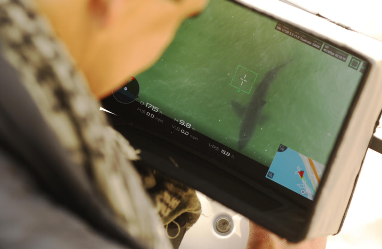 Drone photographer Carlos Gauna views a great white shark on his monitor as he captures a video of great white sharks along the Santa Barbara County coast of California on April 22, 2021.