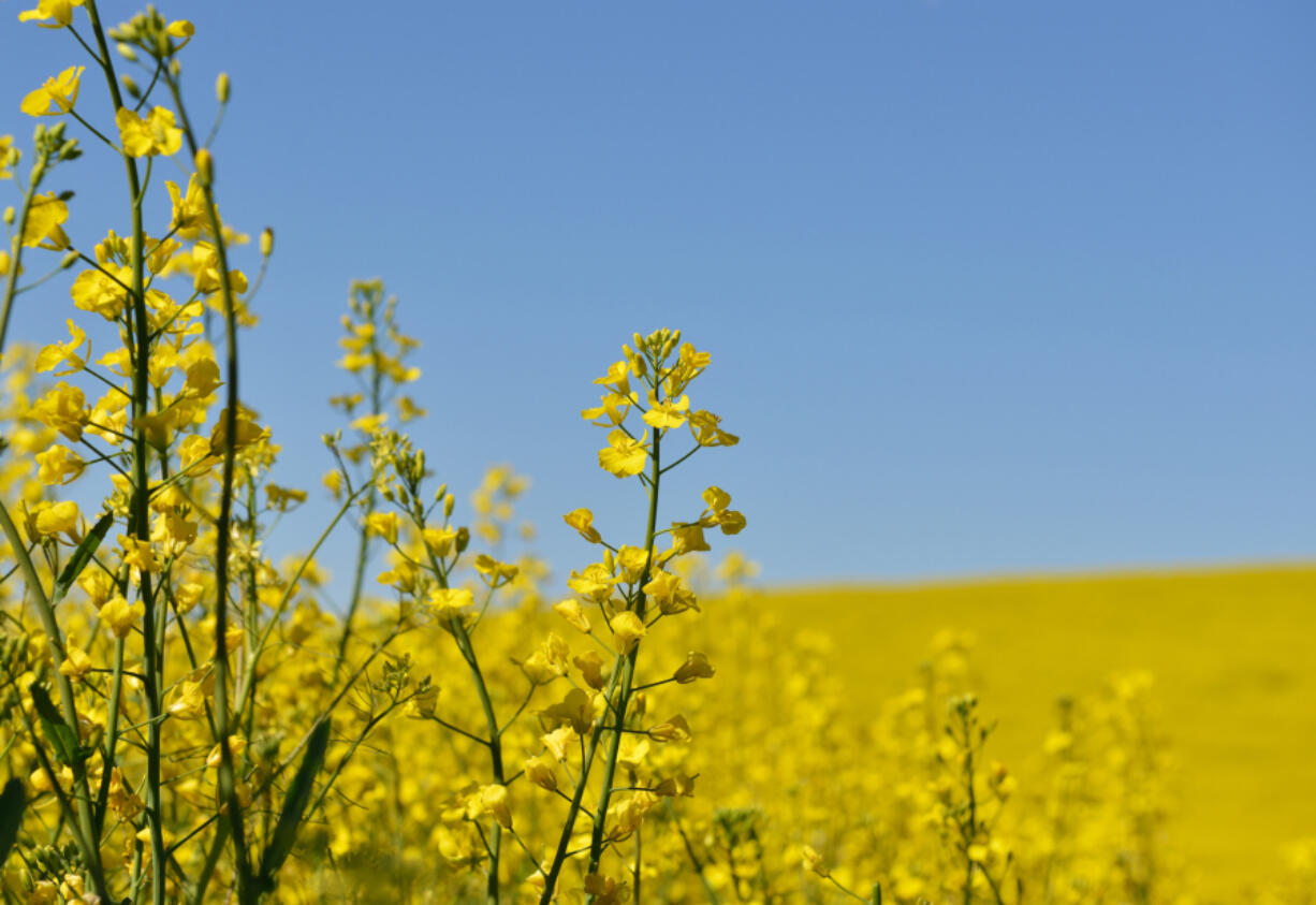 Yellow Canola Flower field  in Palouse Washington State