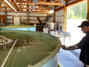 Salmon-sitting: Rick Zollman checks in on a pen full of broodstock at Lookingglass Hatchery.