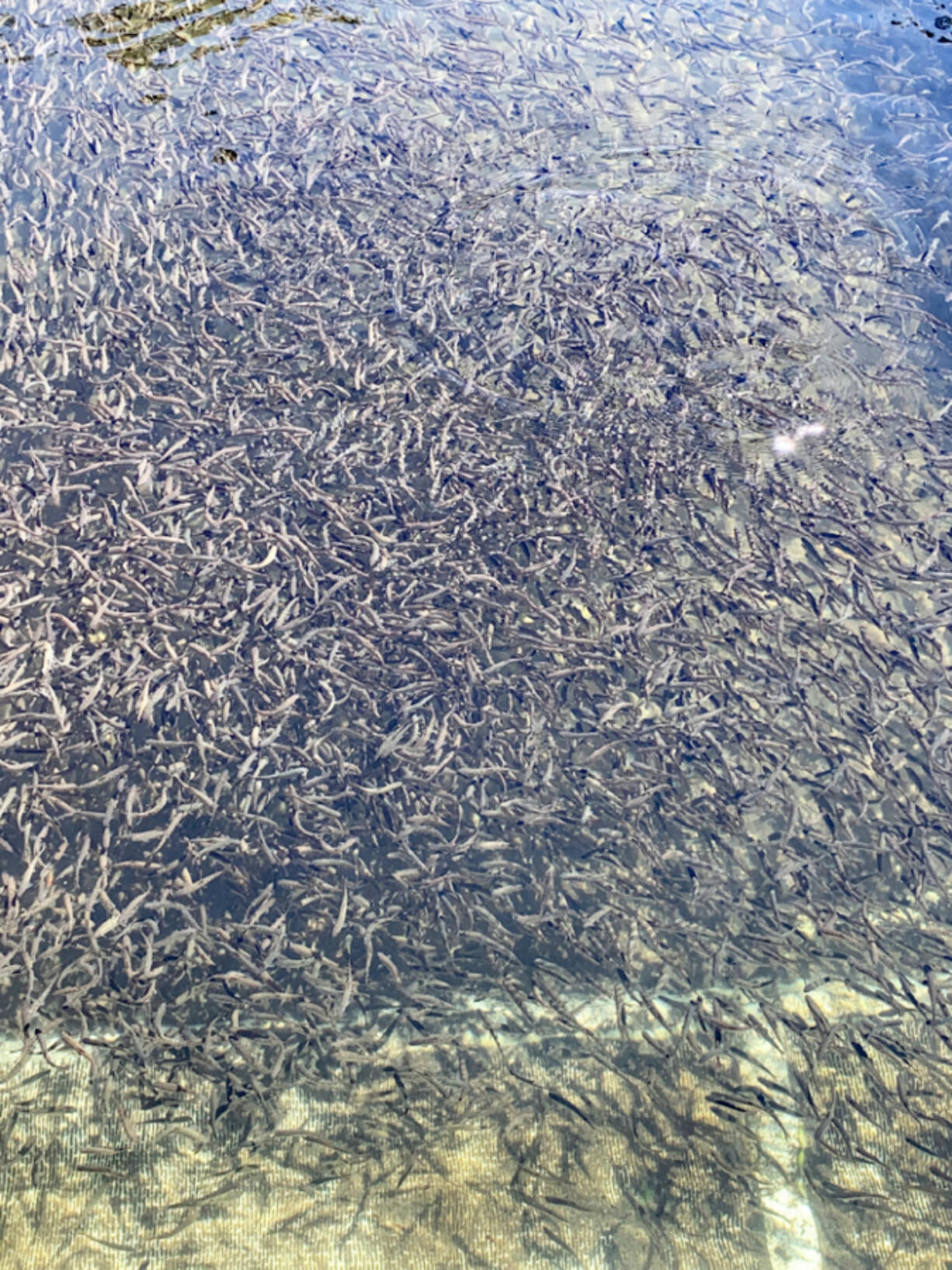 See for yourself: Lookingglass Hatchery in Elgin, Ore., is open daily for public visits.