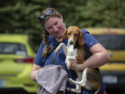 Liz Everling, director of animal care and population management, holds a rescue beagle as she unloads a transport van carrying 15 beagles at the Humane Society for Southwest Washington in east Vancouver on Saturday.