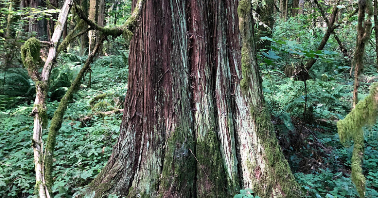 Healthy western redcedars are still around but are in decline.