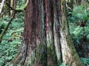 Healthy western redcedars are still around but are in decline.