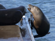 A sea lion gets pushed into the water while fighting for a prime resting spot on a dock at Burton Chace Park in Marina Del Rey, California, on March 2, 2021. (Myung J.