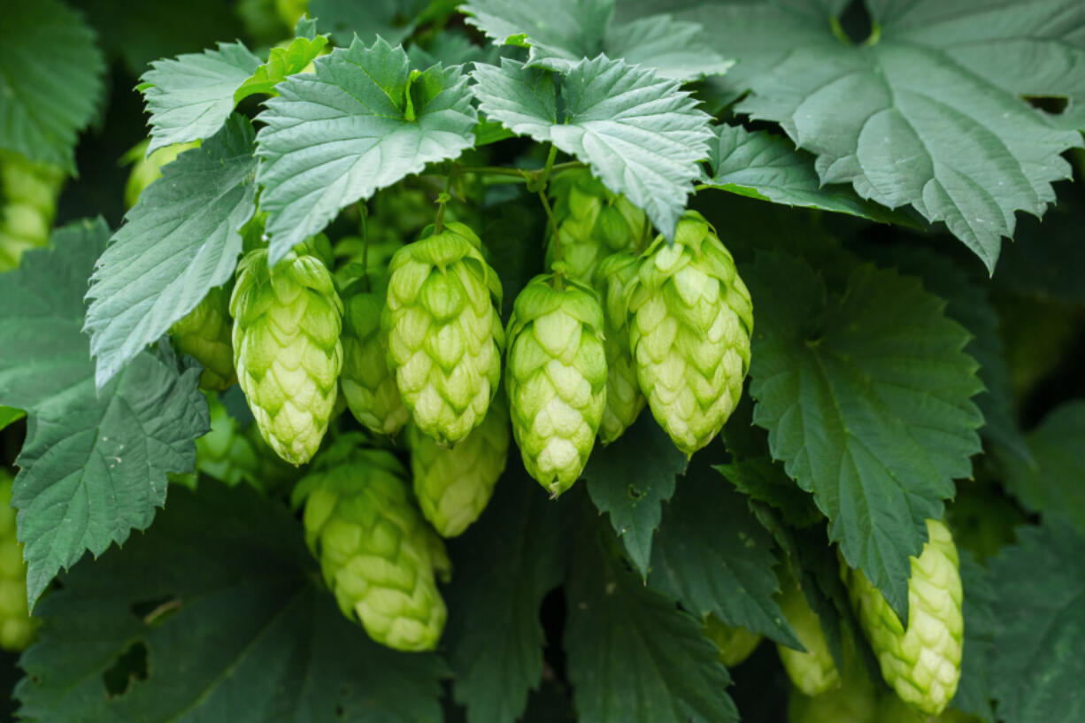 Last year, Washington's hop harvest was 84.6 million pounds, which accounted for 73 percent of the U.S. hop supply.