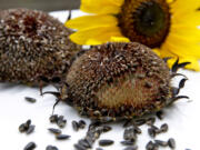 Grilled sunflower heads (PHotos by Hillary Levin/St.