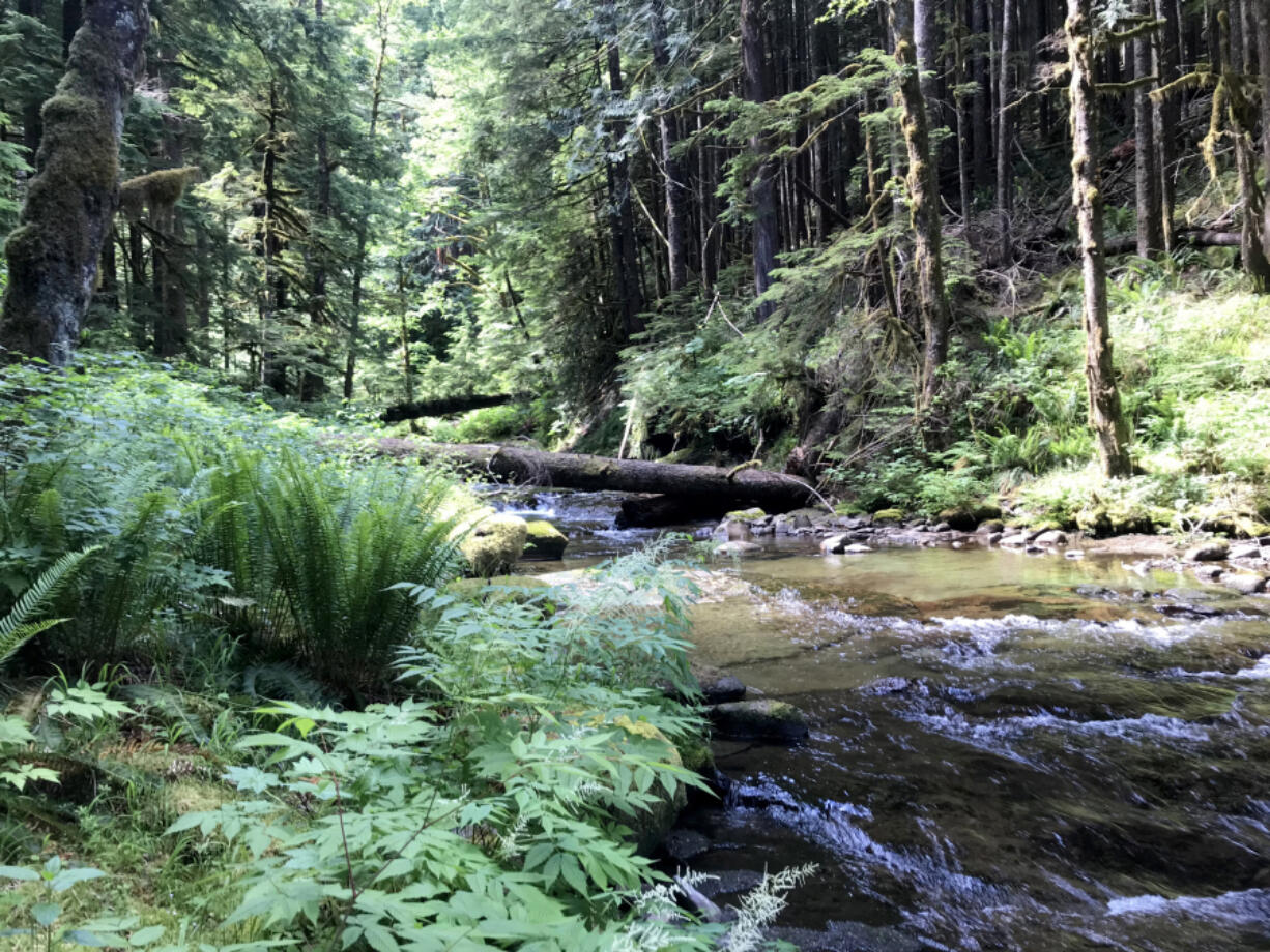 A downed tree provides a crossing of Calamity Creek in the Gifford Pinchot National Forest.