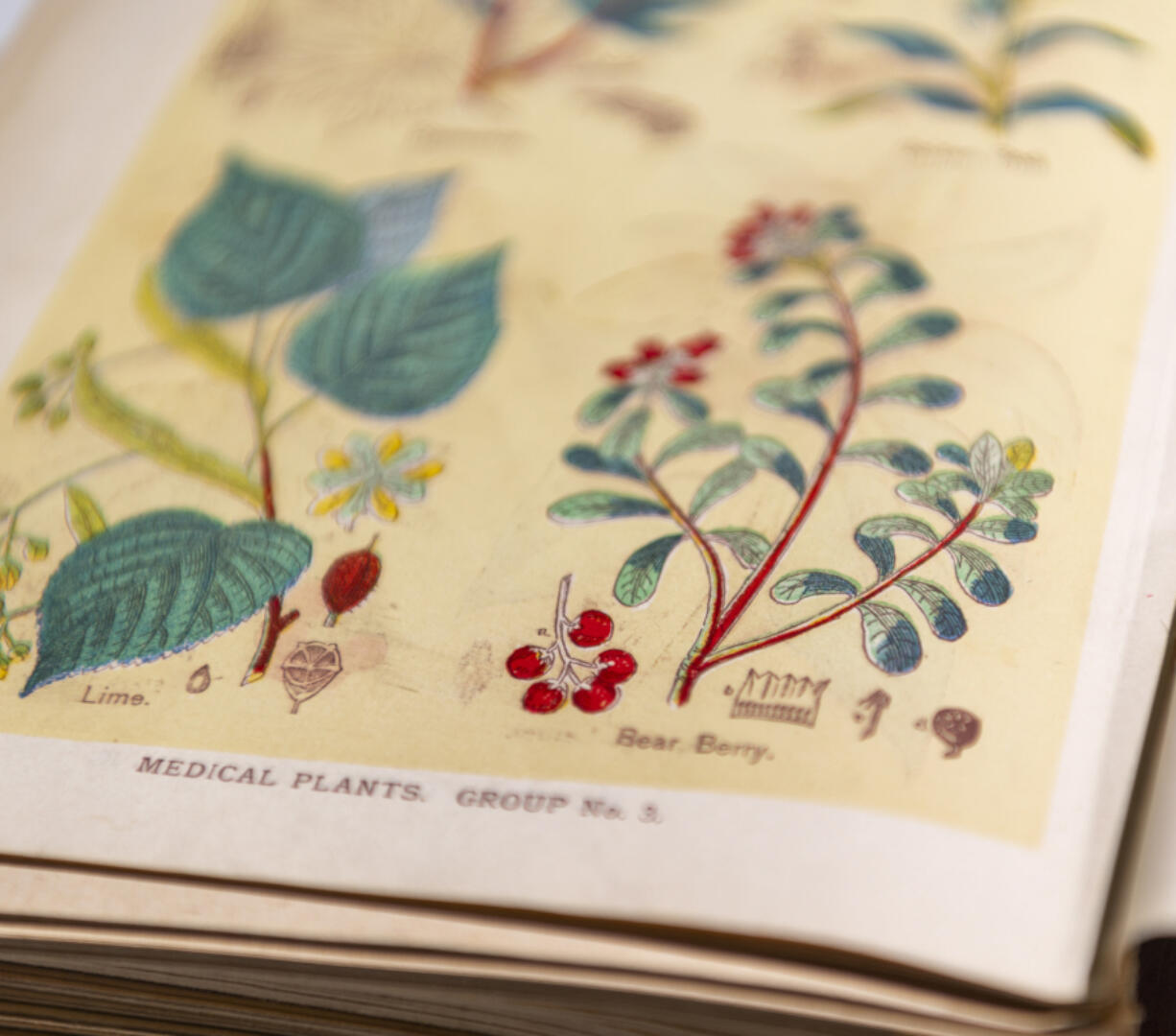 The 1908 edition of "The Practical Family Doctor" includes illustrations of various medicinal plants.