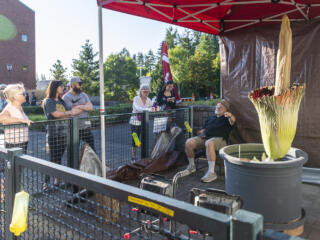 Corpse Flower Titan VanCoug blooms, again! photo gallery